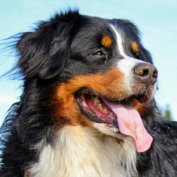 TryVertty.com — Dog Product Testing & Reviews TryVertty dog avatar — plant-based flea and tick collar testing