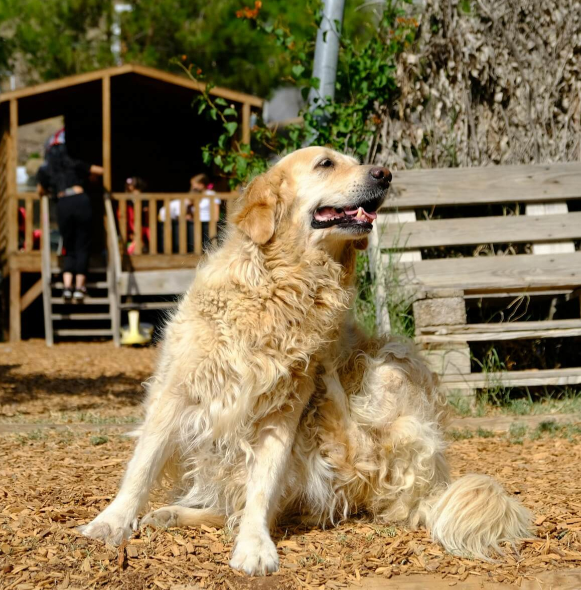 Why Fleas Are Hard to Avoid? Why Fleas Are Hard to Avoid?