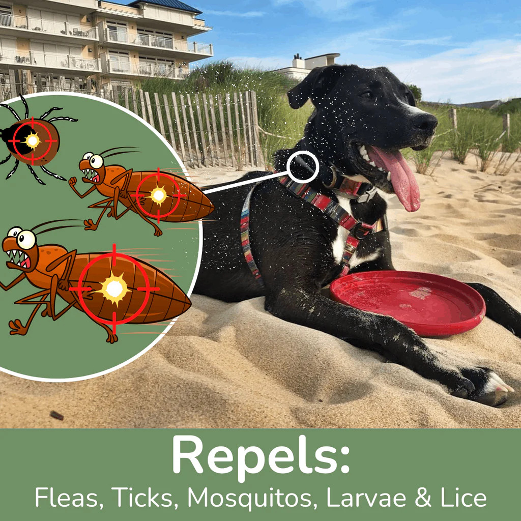 What Makes a Good Flea Repellent for Dogs? What Makes a Good Flea Repellent for Dogs?